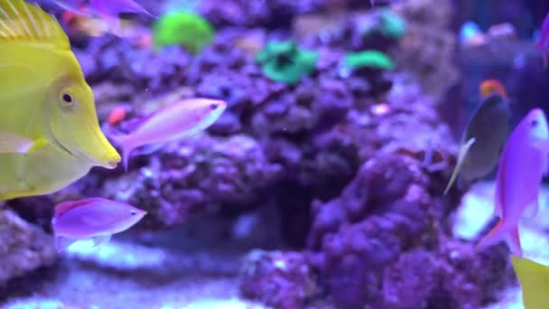 Gul Tang Zebrasoma Flavescens Simma Korallrev Akvarium — Stockvideo