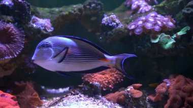 Sohal Tang (Acanthurus sohal) deniz akvaryumunda yüzen kızıl denizden cerrah balığı