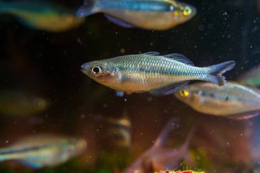 Ekilen akvaryumda Kutubu Gölü veya Mavi Turkuaz Gökkuşağı Balığı (Melanotaenia lacustris) Juvenile