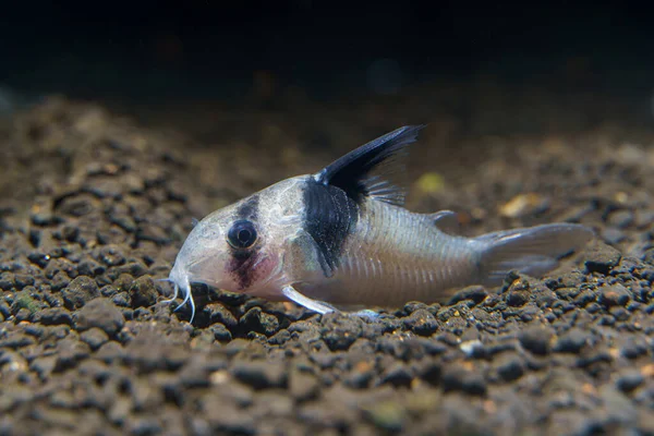 Yeni Panda Cory Catfish (Corydoras sp. CW51) Kolombiya 'dan yayın balığı