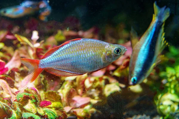 Pez Arco Iris Enano Neón Melanotaenia Praecox Con Tetra Emperador —  Fotos de Stock