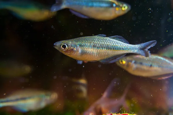 Mláďata Jezera Kutubu Rainbowfish Nebo Modrá Tyrkysová Rainbowfish Melanotaenia Lacustris — Stock fotografie