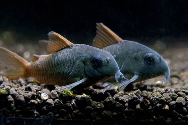 Pair Slate Cory Catfish Corydoras Concolor Staying Aquarium Bottom — Stock Photo, Image