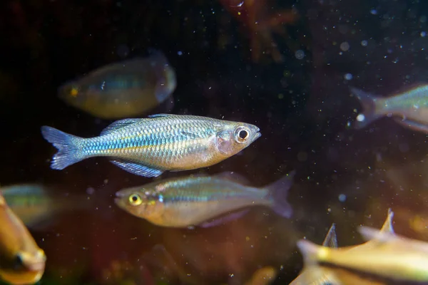 Juvenil Lago Kutubu Rainbowfish Blue Turquoise Rainbowfish Melanotaenia Lacustris Aquário — Fotografia de Stock