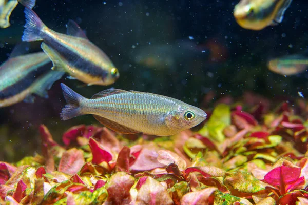 植えられた水族館にあるくるもい湖の幼魚 メラノタエニア パルバ — ストック写真