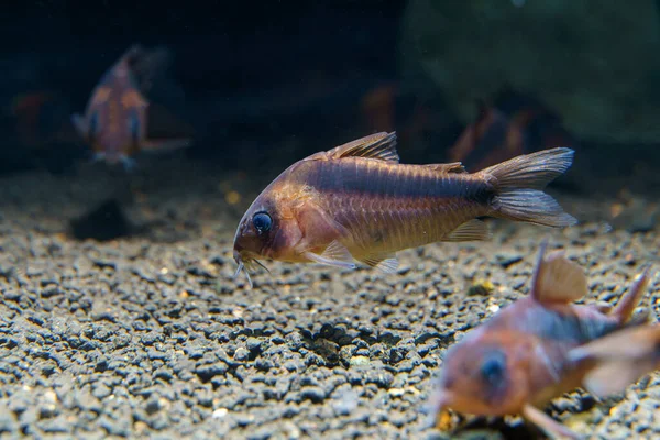 Rusty Cory Catfish Corydoras Rabauti Красивый Сом Реки Рио Джавари Стоковая Картинка