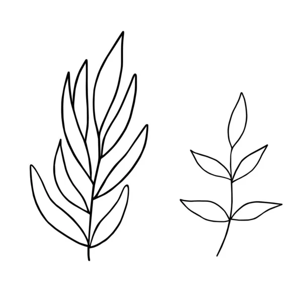 Folhas simples esboço vetor minimalista conceito ilustração, linha mão desenhada ramo floral, elemento para convites, cartões de saudação, design livreto — Vetor de Stock