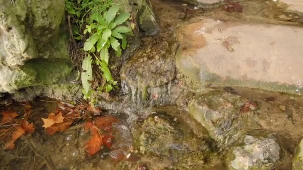 Kleiner Bach Mit Fließendem Transparentem Wasser Steinen Und Pflanzen Getrockneten — Stockvideo