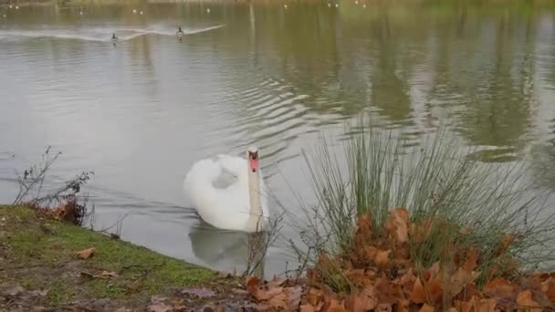 Blanco Hermoso Cisne Nadando Superficie Del Agua Cerca Orilla Del — Vídeos de Stock