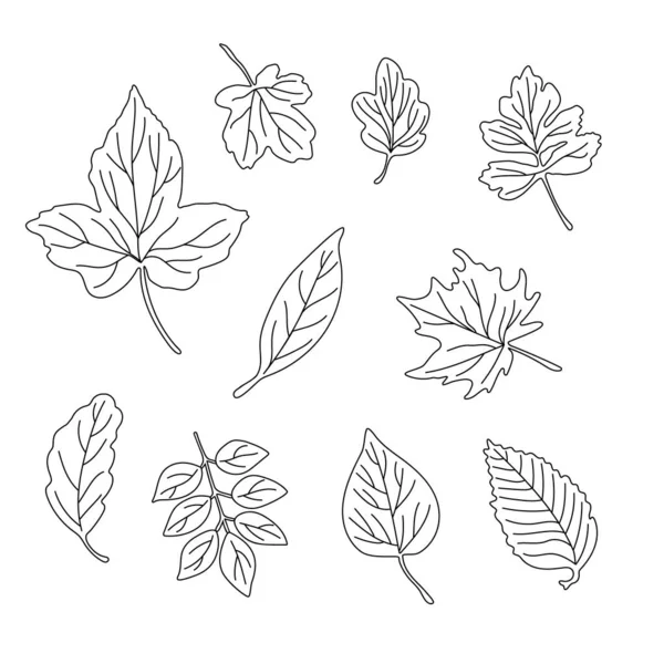 Folhas simples conceito minimalista vetor esboço ilustração, linha fina mão desenhada conjunto de elementos florais naturais, elemento para convites, cartões de saudação, design livreto — Vetor de Stock