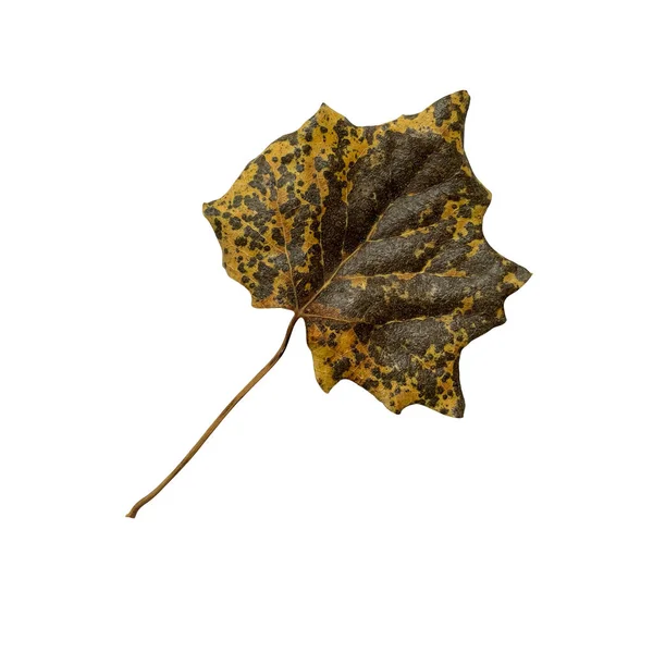 Brzydka sucha jesień ciemnozielone i żółte zbliżenie liści na białym tle — Zdjęcie stockowe