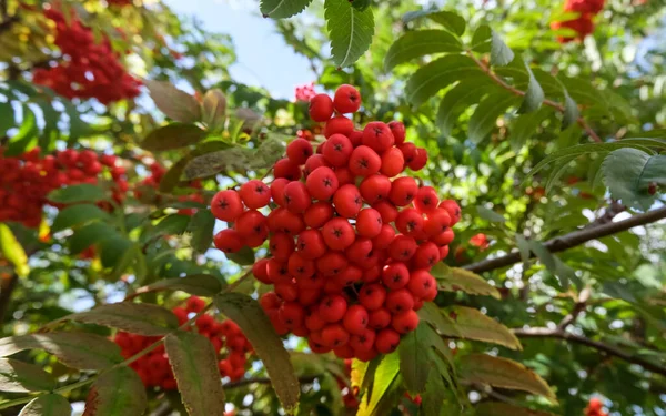 Vogelbeerenbrunch mit roten reifen Beeren vor blauem Himmel, herbstliches Landschaftsbild, blumiger Hintergrund, selektiver Fokus — Stockfoto