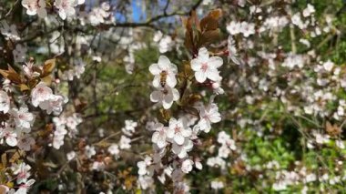 Bahar mevsiminde tomurcuklanan balarısı tomurcuklanan kiraz çiçeği dalları, temiz beyaz çiçek yapraklarının etrafında uçuşan arılar parlak güneş ışığı altında nektar topluyorlar, mevsimlik projeler için güzel doğa görüntüleri.