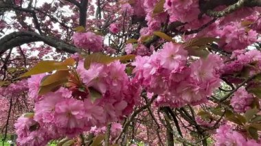 Canlı pembe kiraz çiçeklerinin dalları bahar esintisinde hafifçe sallanırken, parlak sakura çiçekleri yumuşak doğal arka planda çiçek açarken mevsimsel güzellikleri yakalıyorlar.