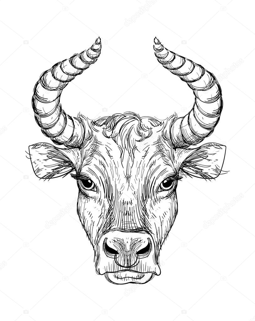 Happy New Year 2021 of the Ox, Ox-Taurus. Linear drawing on a black background, tarot, tattoo, chinese horoscope, astrology and zodiac signs. Vector illustration for poster, cover, calendar, logo.