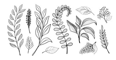 Yaprak seti, el yapımı doğrusal çizim. Farklı bitki dalları, böğürtlenler, ağaçlar. Vektör illüstrasyonu beyaz arkaplanda izole edildi.