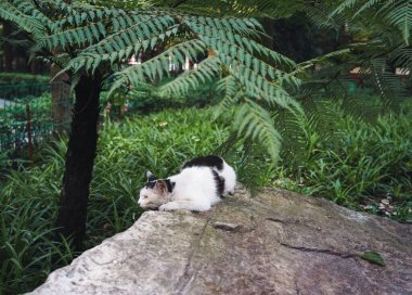 Chengdu, Çin 'de bahçede oynayan bir kedi..