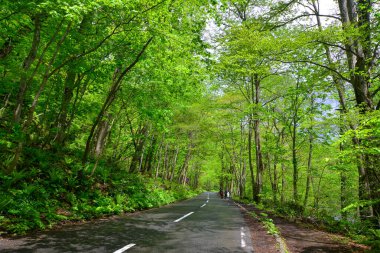 Japonya, Aomori 'deki Oirase Vadisi' nin derinliklerinde. Oirase Vadisi yemyeşil yosunları ve vahşi eğreltiotlarıyla yazın en ünlüsüdür..