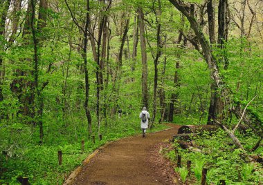 Japonya, Aomori 'deki Oirase Vadisi' nin derinliklerinde. Oirase Vadisi yemyeşil yosunları ve vahşi eğreltiotlarıyla yazın en ünlüsüdür.