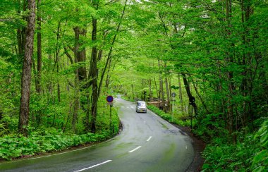 Japonya, Aomori 'deki Oirase Vadisi' nin derinliklerinde. Oirase Vadisi yemyeşil yosunları ve vahşi eğreltiotlarıyla yazın en ünlüsüdür.
