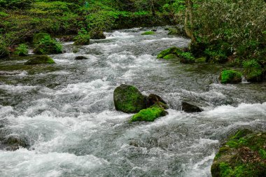 Japonya, Aomori 'deki Oirase Vadisi' nin su akıntısı. Oirase Vadisi yemyeşil yosunları ve vahşi eğreltiotlarıyla yazın en ünlüsüdür.