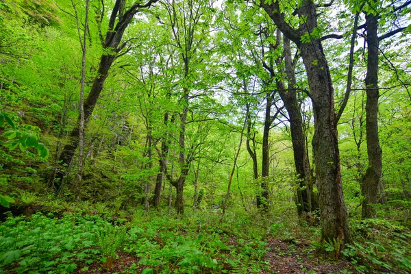 Deep Forest Oirase Gorge Aomori Japan Oirase Gorge Most Famous — Stock Photo, Image