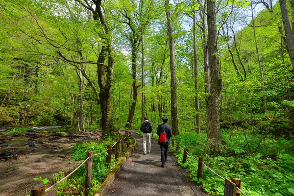 Deep Forest Oirase Gorge Aomori Japan Oirase Gorge Most Famous — Stock Photo, Image