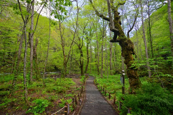 Deep Forest Oirase Gorge Aomori Japan Oirase Gorge Most Famous — Stock Photo, Image