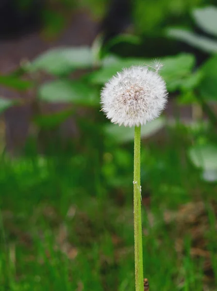 Lactuca Indica Kwiat Słoneczny Dzień Ogrodzie Botanicznym — Zdjęcie stockowe