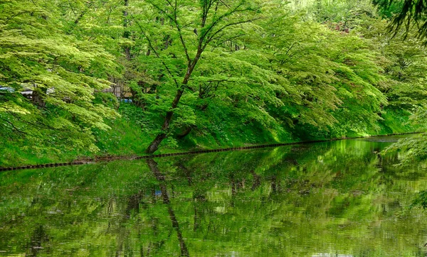 青森県の奥入瀬渓谷の深い森 奥入瀬渓谷は緑豊かな苔と野生のシダで知られています — ストック写真