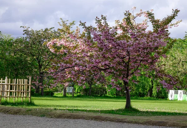 Kirschblüte Der Burg Hirosaki Aomori Japan Die Kirschblütensaison Hat Zum — Stockfoto