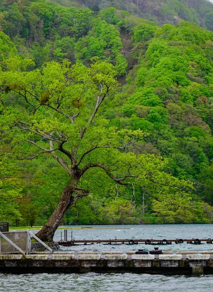 Глубокий Лес Ущелья Оирасэ Аомори Япония Ущелье Оирасе Славится Летом — стоковое фото