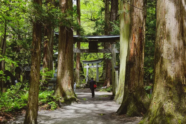 Cesta Starobylé Svatyně Shinto Hlubokém Lese Svatyně Jinja Posvátné Místo — Stock fotografie