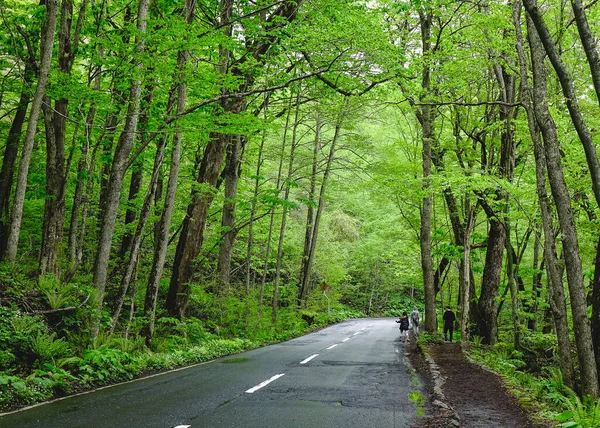 青森県の奥入瀬渓谷の深い森 奥入瀬渓谷は緑豊かな苔と野生のシダで知られています — ストック写真