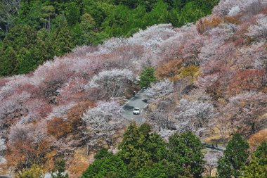 Yoshino, Nara, Japonya 'da kiraz çiçeği. Japonya 'da her yıl düzenlenen kiraz çiçeği festivali binlerce yıllık bir kültür geleneğidir..