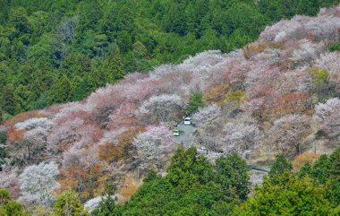 Yoshino, Nara, Japonya 'da kiraz çiçeği. Japonya 'da her yıl düzenlenen kiraz çiçeği festivali binlerce yıllık bir kültür geleneğidir..