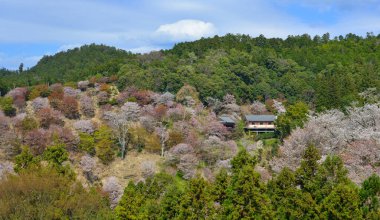 Yoshino, Nara, Japonya 'da kiraz çiçeği. Japonya 'da her yıl düzenlenen kiraz çiçeği festivali binlerce yıllık bir kültür geleneğidir..