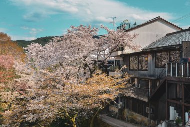 Japonya 'nın Nara kentindeki antik bir köyde kiraz çiçeği. Japonya 'da her yıl düzenlenen kiraz çiçeği festivali binlerce yıllık bir kültür geleneğidir..