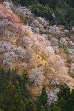 Yoshino, Nara, Japonya 'da kiraz çiçeği. Japonya 'da her yıl düzenlenen kiraz çiçeği festivali binlerce yıllık bir kültür geleneğidir..