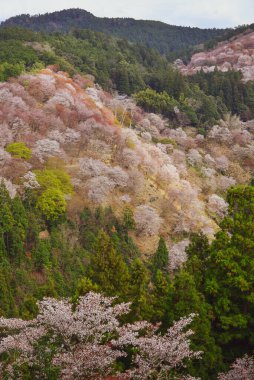 Yoshino, Nara, Japonya 'da kiraz çiçeği. Japonya 'da her yıl düzenlenen kiraz çiçeği festivali binlerce yıllık bir kültür geleneğidir..