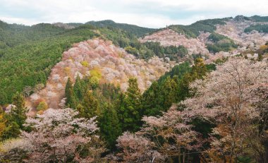 Yoshino, Nara, Japonya 'da kiraz çiçeği. Japonya 'da her yıl düzenlenen kiraz çiçeği festivali binlerce yıllık bir kültür geleneğidir..
