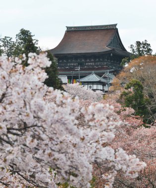 Japonya, Nara 'daki Budist tapınağında kiraz çiçeği. Japonya 'da her yıl düzenlenen kiraz çiçeği festivali binlerce yıllık bir kültür geleneğidir..