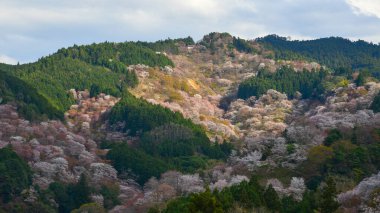 Yoshino, Nara, Japonya 'da kiraz çiçeği. Japonya 'da her yıl düzenlenen kiraz çiçeği festivali binlerce yıllık bir kültür geleneğidir..