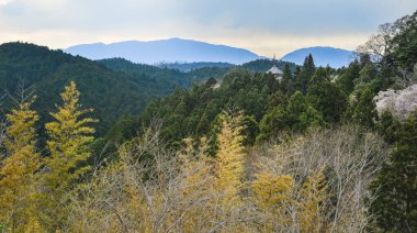 Yoshino, Nara, Japonya 'da kiraz çiçeği. Japonya 'da her yıl düzenlenen kiraz çiçeği festivali binlerce yıllık bir kültür geleneğidir..