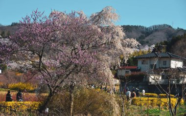 Yoshino, Nara, Japonya 'da kiraz çiçeği. Japonya 'da her yıl düzenlenen kiraz çiçeği festivali binlerce yıllık bir kültür geleneğidir..