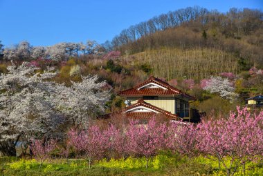 Yoshino, Nara, Japonya 'da kiraz çiçeği. Japonya 'da her yıl düzenlenen kiraz çiçeği festivali binlerce yıllık bir kültür geleneğidir..
