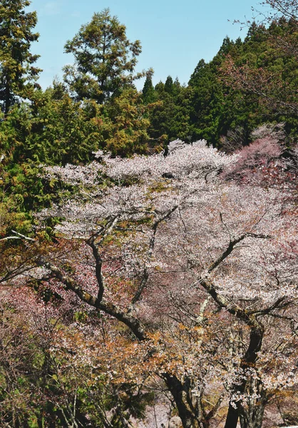 Třešňový Květ Yoshinu Nara Japonsko Každoroční Festival Třešňových Květů Japonsku — Stock fotografie
