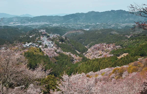Ανθός Κερασιάς Στο Γιοσίνο Νάρα Ιαπωνία Ετήσιο Φεστιβάλ Ανθών Κερασιάς — Φωτογραφία Αρχείου