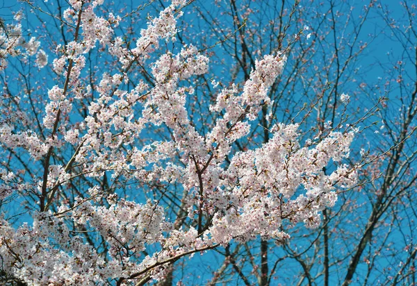 奈良県吉野の桜 毎年開催される桜祭りは 日本の何千年もの伝統文化です — ストック写真