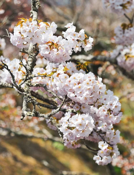 日本奈良吉野的樱花 在日本 一年一度的樱花节是几千年来的文化传统 — 图库照片